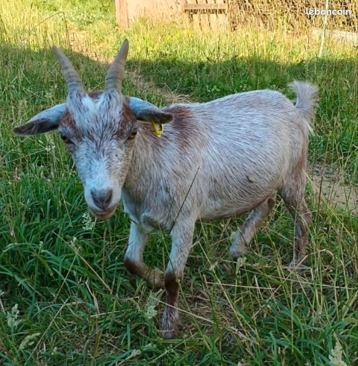 Chèvre naine (image 2)