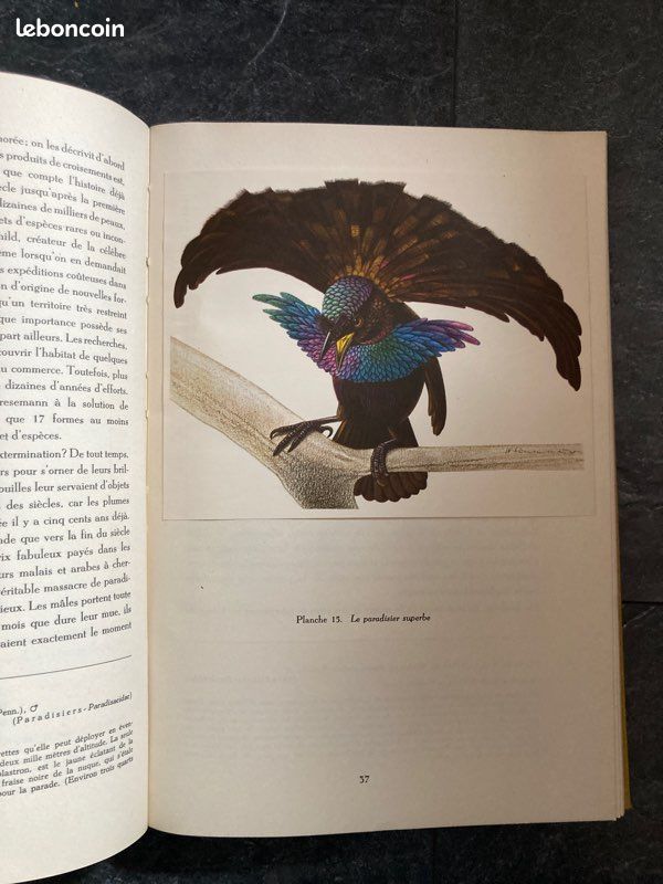 Livre oiseaux de paradis et colibris (image 3)