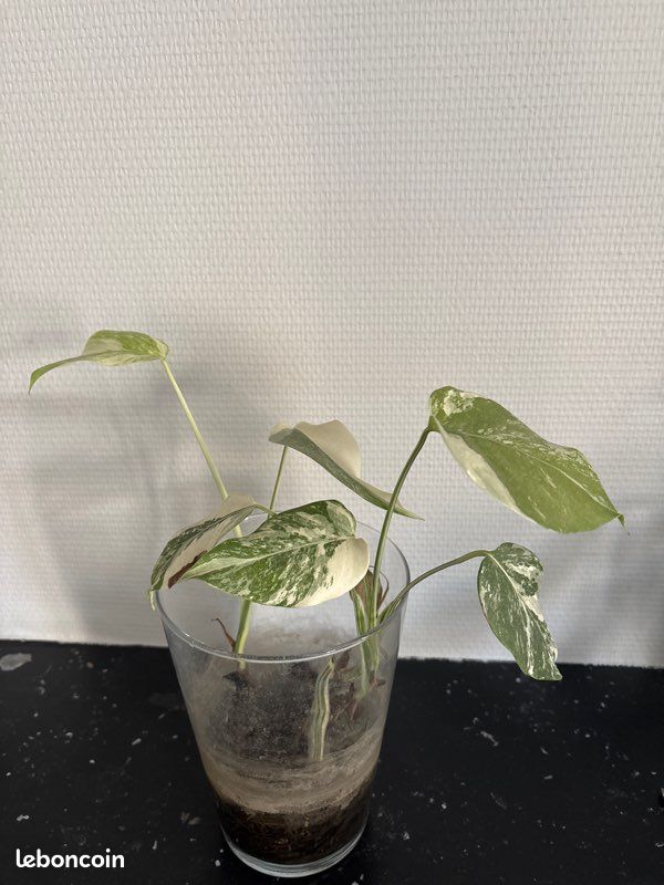 Monstera variegata.. Trois pieds (image 4)