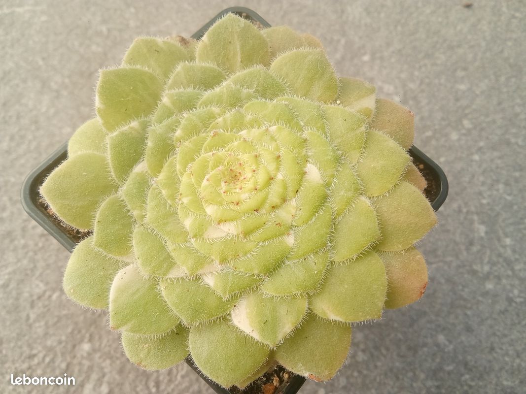 Aeonium 'Tabuliforme variegata' - Jardin & Plantes