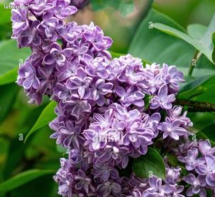 Lilas violet (image 1)