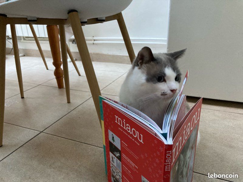 Livres miaou (2)😻 (image 12)