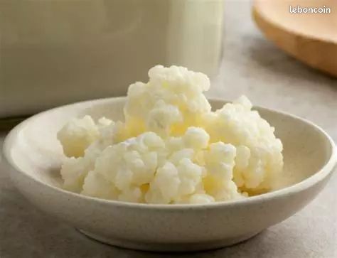 Recherche kefir de lait (image 1)
