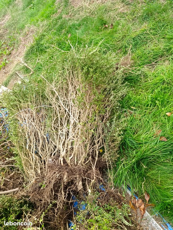 100 pieds haies type buis / lonicera (image 3)