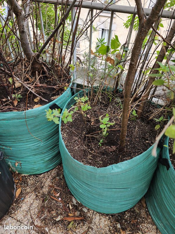 Arbres fruitiers et plantes aromatiques dont verveine citronnelle et sauge ananas de 10 à 40 en fonction de la taille (image 10)