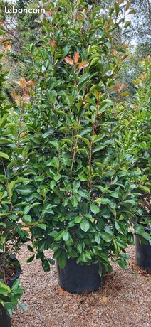 Trs gros photinia red robin 300cm - Jardin & Plantes