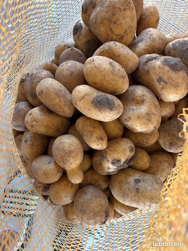 Pomme de terre (image 1)