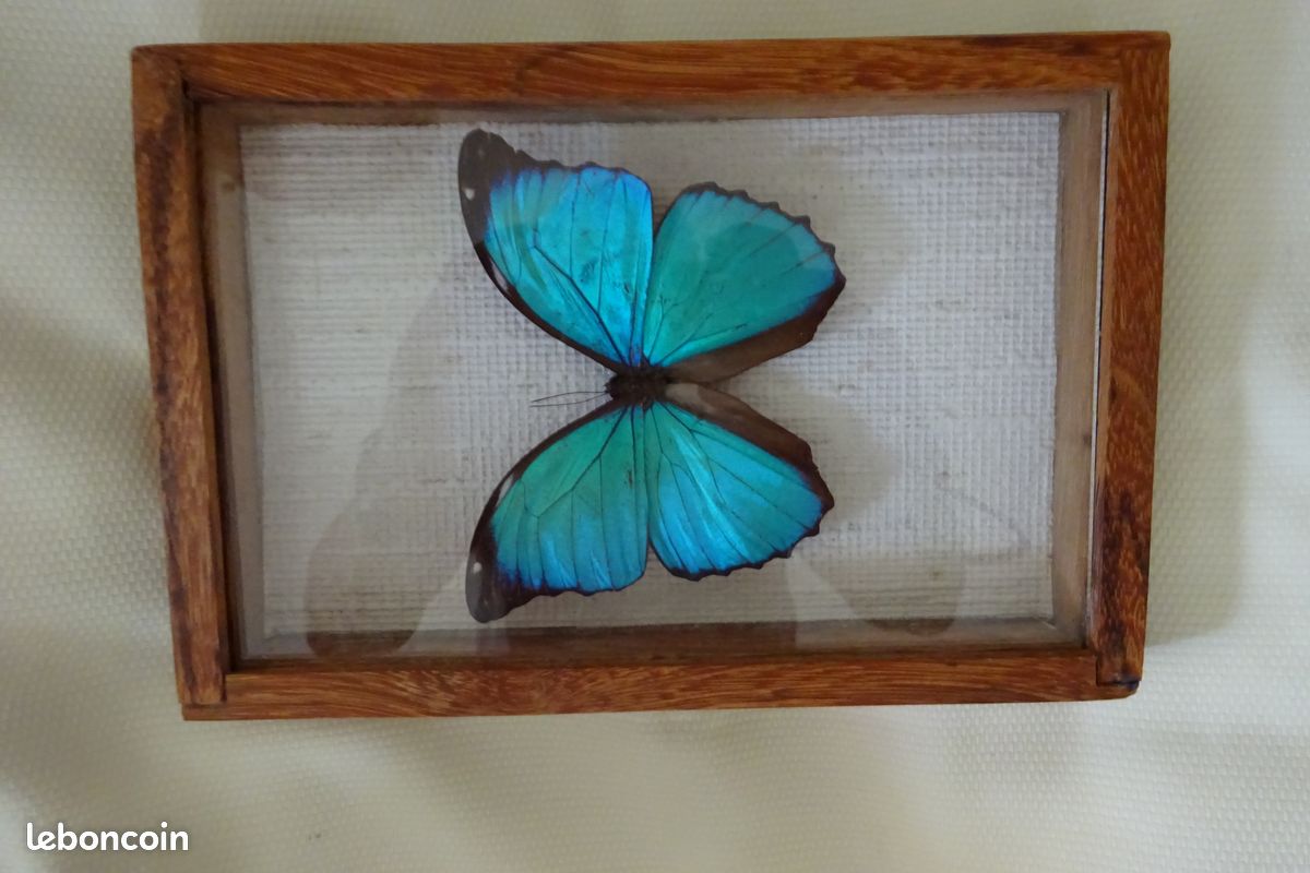 Papillon morpho menelaus cadre bois (image 2)