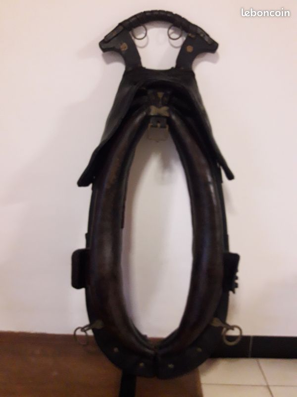Collier de cheval (image 2)