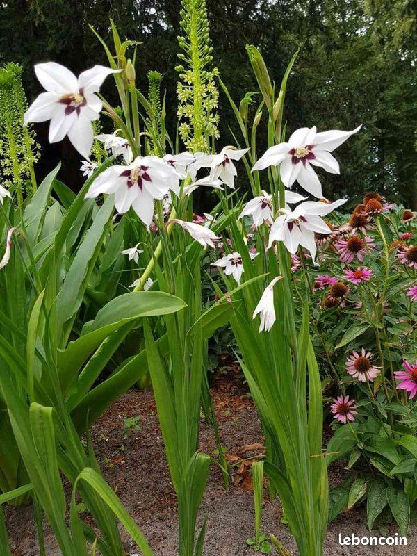 Lot De 20 Bulbes De Glaïeuls Grandiflora Blanc Éclatant - Calibre 8/10 - Fleurs Jardin Élégantes