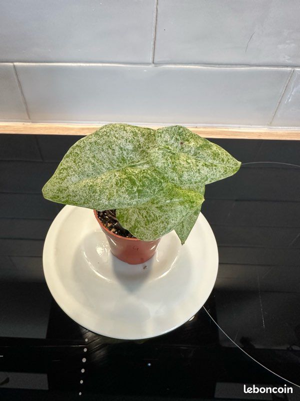 Alocasia Macrorrhiza Splash #4 (image 2)