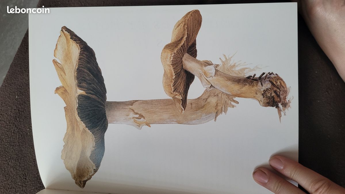 Livre sur les champignons de Béatrice Potter (image 6)