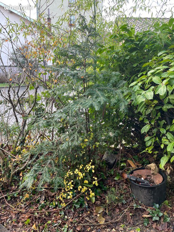 Véritable sapin de Noël naturel 1m65 à venir chercher dans le jardin ou déjà coupé (image 1)