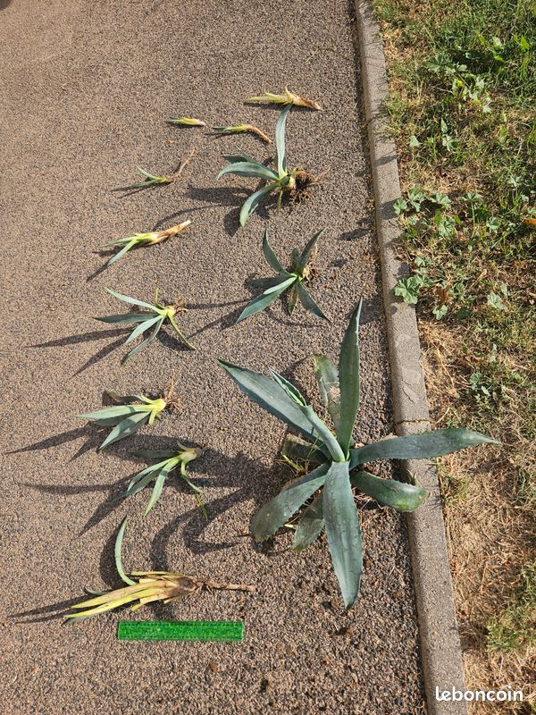 Plants de cactus, nombreuses tailles (image 2)