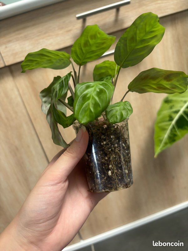 Maranta cat moustache NoId (image 2)