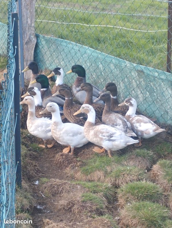 Canard colvert (image 3)