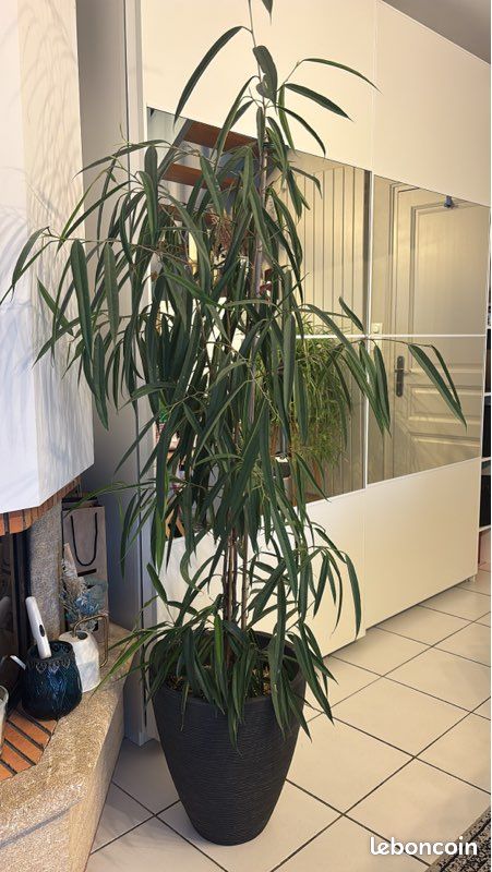 Vends plante Ficus en pot (image 1)