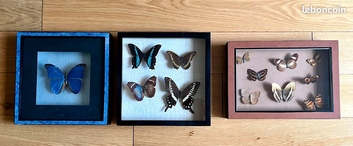 Vitrine papillon naturalisé - Morpho- Comme neuf (image 5)