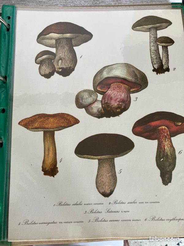 40 gravures A4 représentant des champignons (image 6)