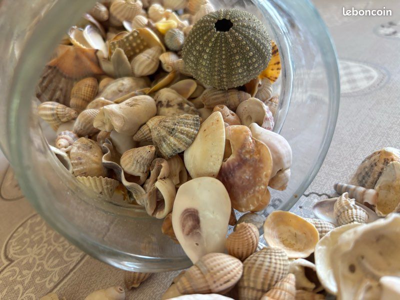 Bocal de 20 cm avec divers coquillages (image 6)