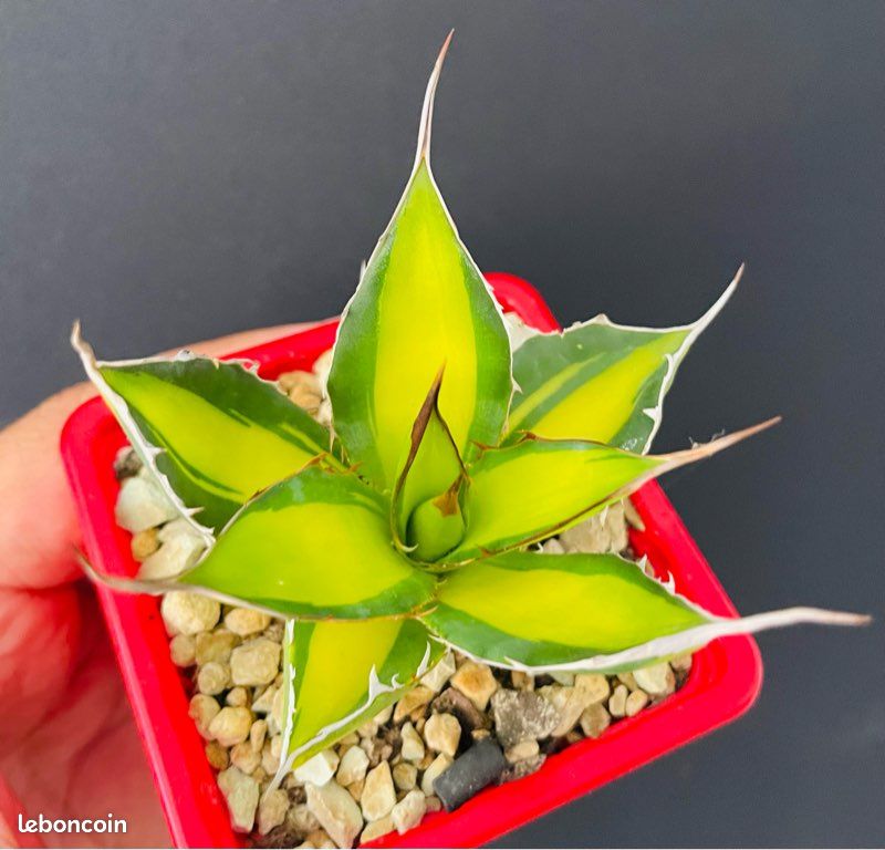 TRÈS RARE  Agave Horrida clone "Sumita" From Tanaka Japon (image 2)