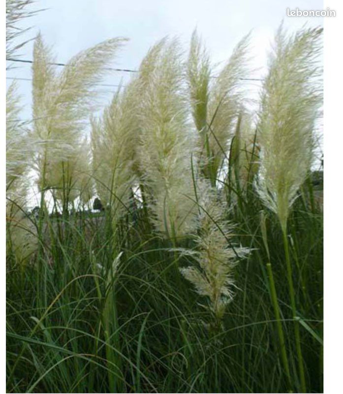 Herbes de la pampa (image 2)