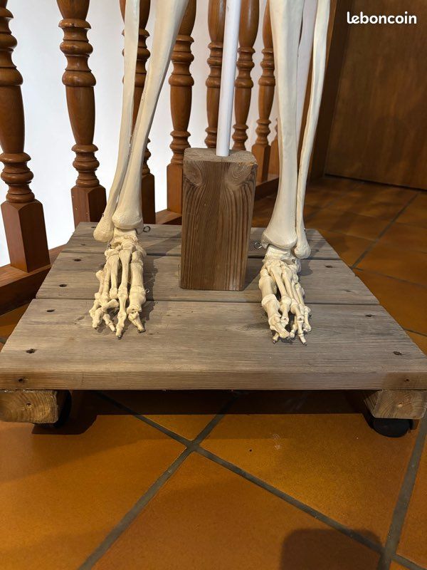 Squelette anatomie (image 2)