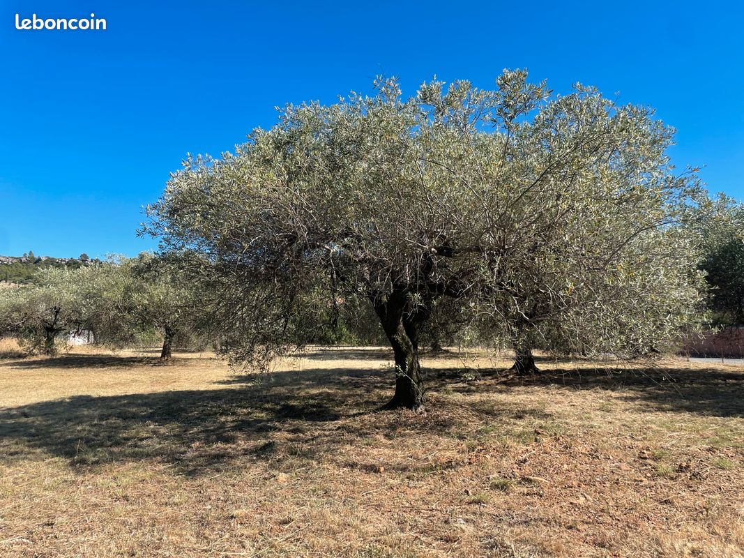Terrain contructible: belle vue et vieux oliviers · à Saint-Chinian · 120 000 €