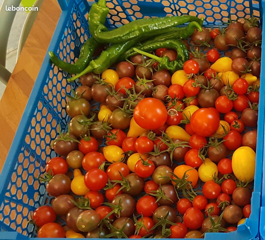 Plants de tomates (image 4)