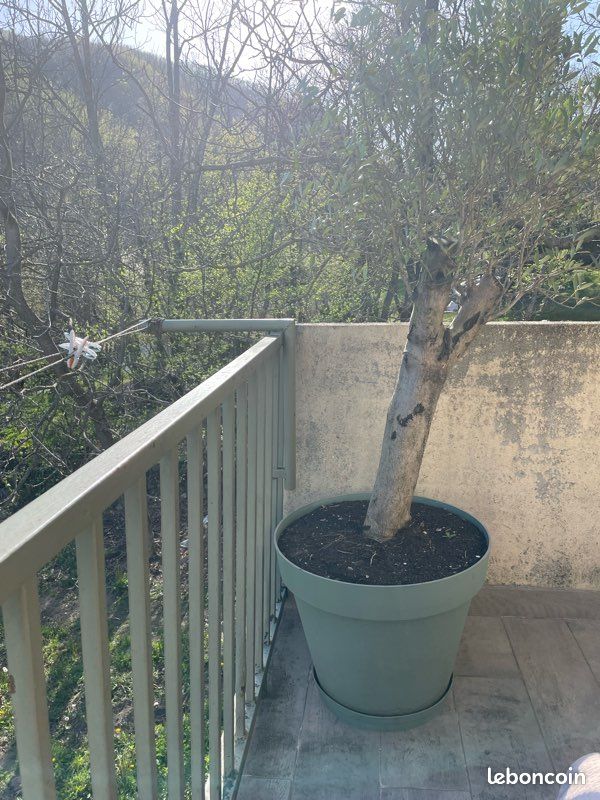 🌳 Olivier en pot 1 m 80 (image 1)