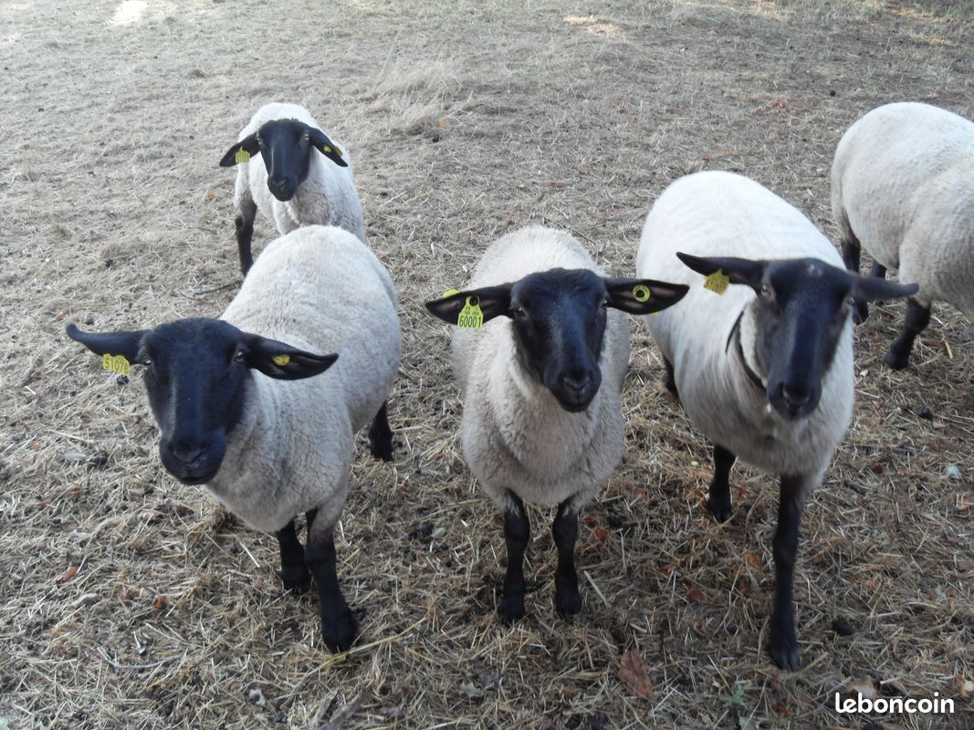 Mouton de reproduction Suffolk certifié (image 1)