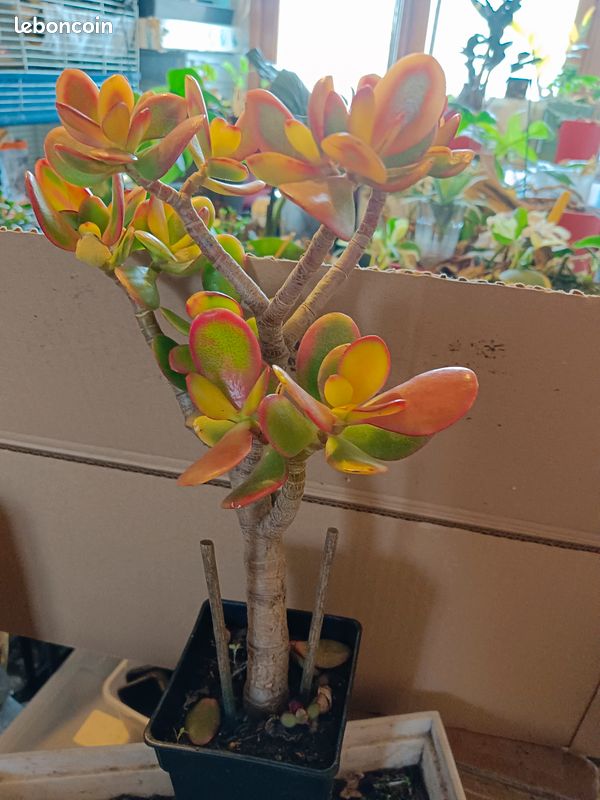 Plante grasse (image 4)