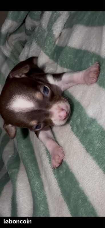 Chihuahua (image 1)