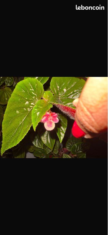 Bégonia canne Ginny (image 8)