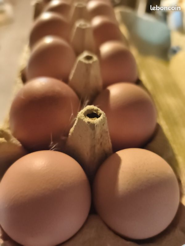Oeufs de poules (image 1)
