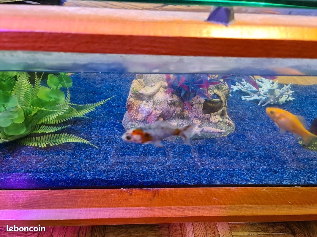 Table basse aquarium (image 4)
