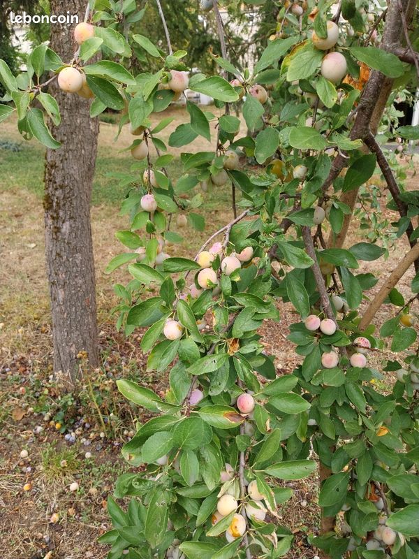 Mirabelles du jardin (image 3)