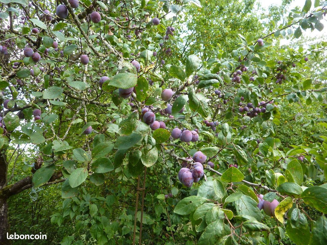 Prunes violettes à distiller (image 4)