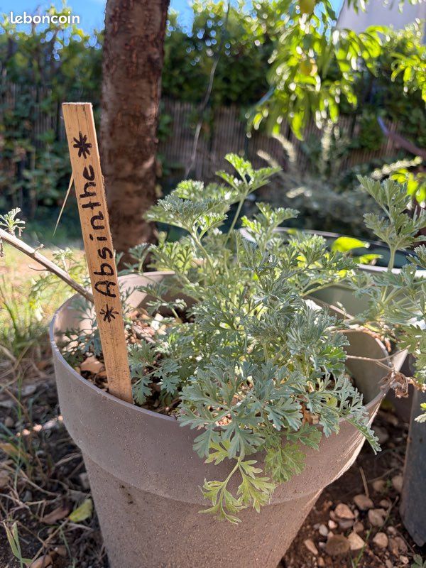 Échange plant d’absinthe 🌱🌼 (image 1)