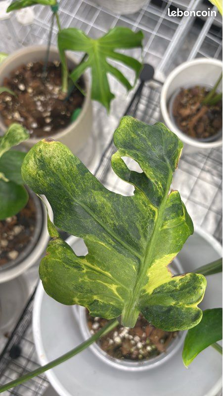 Monstera Ocean Green Coral