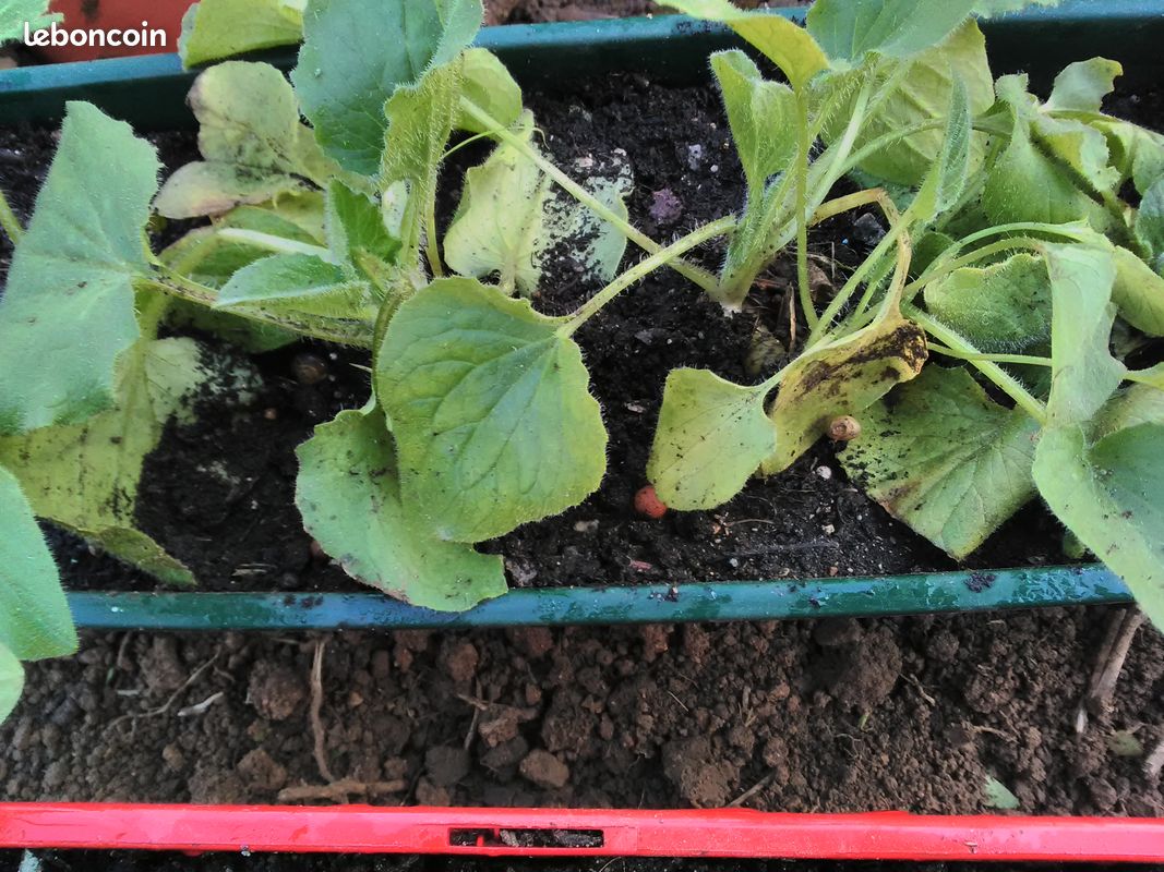 Doronic anémone fougère bergenia (image 1)