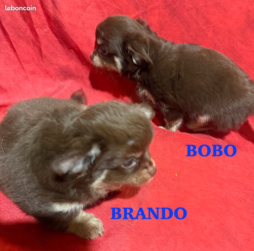 A réserver Chiots CHIHUAHUA à poils longs (image 10)