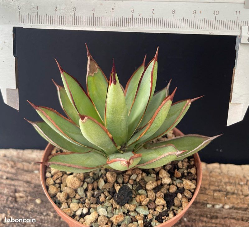 Agave Burnt Burgundy "Green Lotus" - Jardin & Plantes