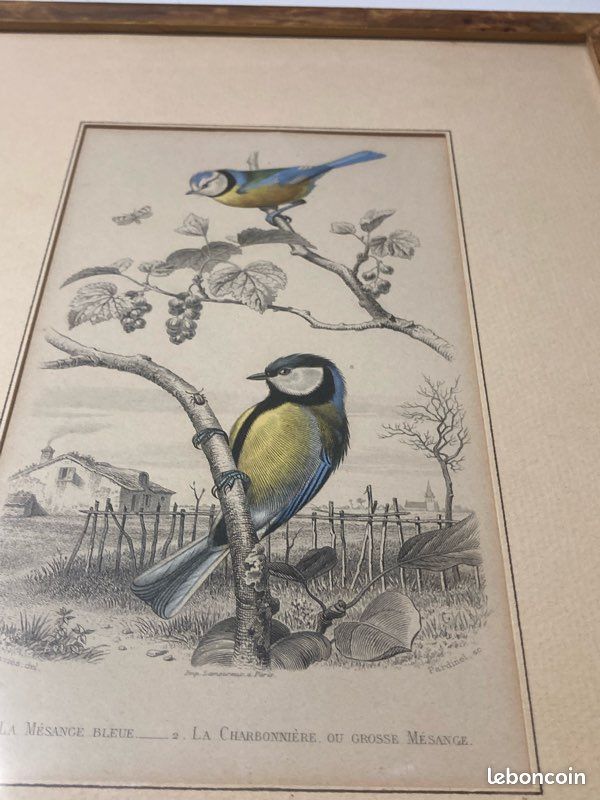 Gravure ancienne - Mésange bleue - Grande mésange - Buffon - 1853 (Sans reliure) (image 2)