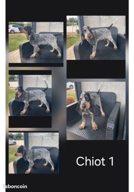 Chiot bleu de gascon 4 mois et demi (image 1)