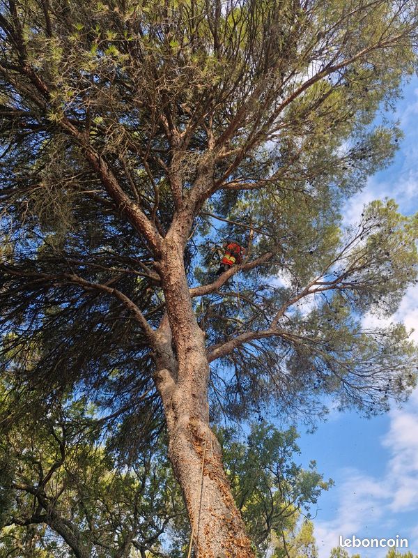 Entretien jardins paysagiste élagueur grimpeur professionnel (image 2)