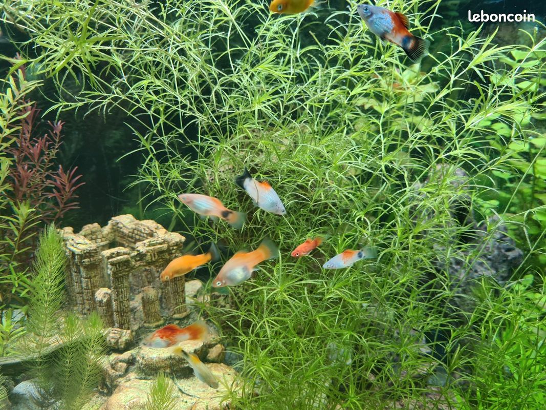 Plantes Aquarium (image 3)