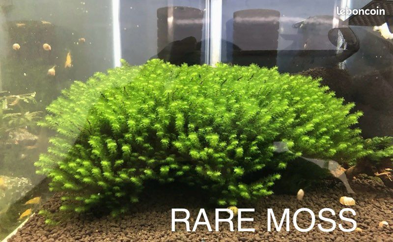 Mousse aquarium chrismas, Thaïlande et rare Moss (image 2)