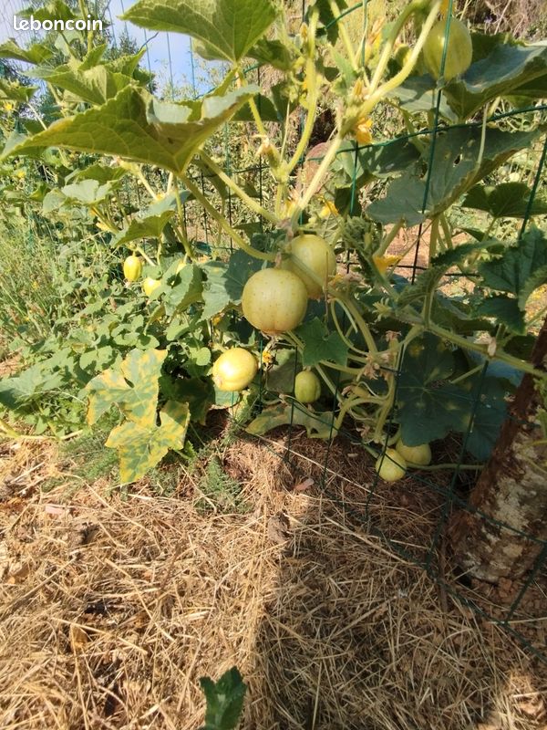 Vends légumes jardin potager permaculture : Tomates Courgettes Concombres Blettes Poivrons Piments etc (image 14)