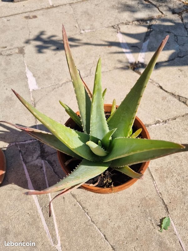 Grand Aloe Vera de 25 cm de hauteur- Plante saine et robuste (image 3)